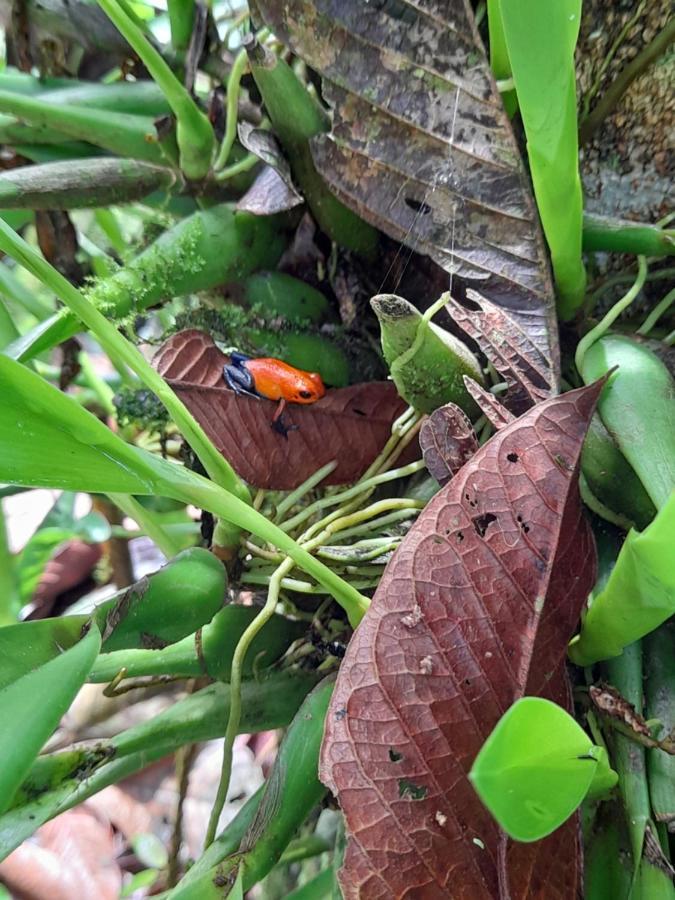 Bungalow Batsu La Fortuna المظهر الخارجي الصورة