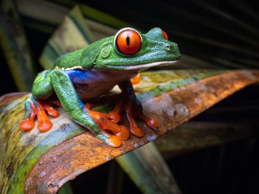 Bungalow Batsu La Fortuna الغرفة الصورة