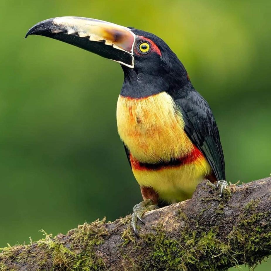 Bungalow Batsu La Fortuna الغرفة الصورة
